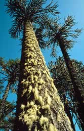 Monkey puzzle tree (Araucaria araucana) with epiphytes, Araucanía Region, Chile. / ©: WWF-Canon / Edward PARKER Monkey puzzle tree (Araucaria araucana) with epiphytes, Araucanía Region, Chile. / ©: WWF-Canon / Edward PARKER