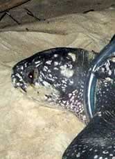 The leatherback turtle named Caroline. Click to view an enlarged picture. / ©: WWF-Canon The leatherback turtle named Caroline. / ©: WWF-Canon