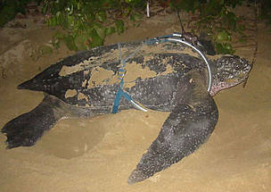 Ibélice / &copy;: Daniel Evans / Caribbean Conservation Corporation