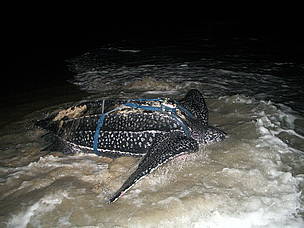 The leatherback turtle named Ibonga. Click to view an enlarged picture. / ©: WWF-Canon The leatherback turtle named Ibonga. / ©: WWF-Canon