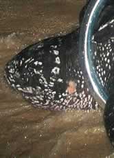 The leatherback turtle named Quasimoda. / &copy;: WWF-Canon