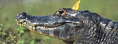 Caiman yacare (Dryas julia) & Flambeau butterfly in the wild, in the month of June, Pantanal. / ©: WWF-Canon / Fritz PÖLKING Caiman yacare (Dryas julia) & Flambeau butterfly in the wild, in the month of June, ... rel=