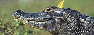 Caiman crocodile, Pantanal, Brazil. / ©: WWF-Canon / Fritz PÖLKING Caiman yacare (Dryas julia) & Flambeau butterfly in the wild, in the month of June, ... / ©: WWF-Canon / Fritz PÖLKING