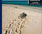 Turning the Tide: Exploitation, Trade and Management of Marine Turtles in the Lesser Antilles, Central America, Colombia and Venezuela