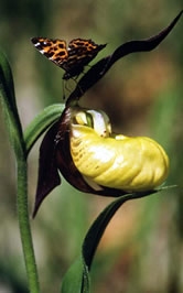 Map Butterfly (Araschnia levana) & Lady's Slipper Orchid (Cypripedium calceolus), Germany. / ©: WWF / Fritz PÖLKING / ©: WWF / Fritz PÖLKING