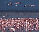 Flocks of lesser flamingo (<I>Phoenicopterus minor</I>) may have up to 1 million individuals in Lake Bogoria, one of WWF's project sites in Kenya.