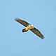 Lammergeier (Gypaetus barbatus) © WWF-Armenia / A. Malkhasyan