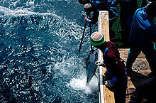 Landing tuna