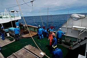 Landing Tuna / ©: Ed Melvin / ©: Ed Melvin