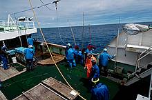 Landing Tuna