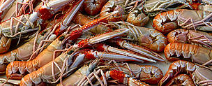 Langoustine (<i>Nephrops norvegicus</i>) caught according to the environmental and social standards of the Marine Stewardship Council (MSC), Scotland.