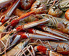 Langoustine (<i>Nephrops norvegicus</i>) caught according to the environmental and social standards of the Marine Stewardship Council (MSC), Scotland.