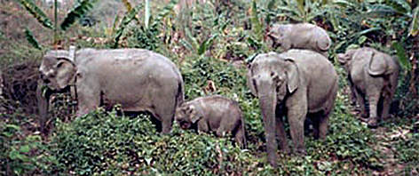 Wild Asian elephants (Elephas maximus) in Lao PDR. / ©: WWF Greater Mekong Wild Asian elephants (<i>Elephas maximus</i>) rel=