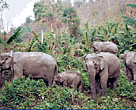 A family of elephants in a banana plantation, Lao PDR