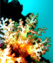 Thailands marine areas host diverse coral reef communities / ©: WWF-Canon/Kittipan SUBKHOON Thailands marine areas host diverse coral reef communities / ©: WWF-Canon/Kittipan SUBKHOON