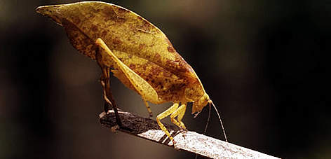 Leaf insect, Taï National Park, Ivory Coast Project. rel=