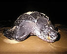 Leatherback turtle (<i>Dermochelys coriacea</i>) female returns to the sea after laying eggs on the beach.