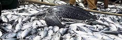 By-catch of Leatherback turtle (Dermochelys coriacea) / ©: WWF-Canon / Helene PETIT By-catch of Leatherback turtle (Dermochelys coriacea) rel=