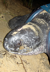 The leatherback turtle named Dona Divina. Click to view an enlarged picture. / ©: WWF The leatherback turtle named Dona Divina. Click to view an enlarged picture. / ©: WWF