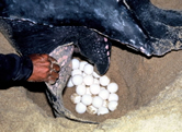 Leatherback turtle (Dermochelys coriacea) laying eggs, Rantau Abang, Terengganu, Malaysia. / ©: WWF-Malaysia / S. Hogg Leatherback turtle laying eggs, Rantau Abang, Terengganu, Malaysia. / ©: WWF-Malaysia / S. Hogg