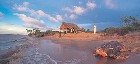 Leatherback turtle returning to sea after nesting. French Guiana. / ©: WWF-Canon / Roger LeGUEN Leatherback turtle returning to sea after nesting. French Guiana. rel=