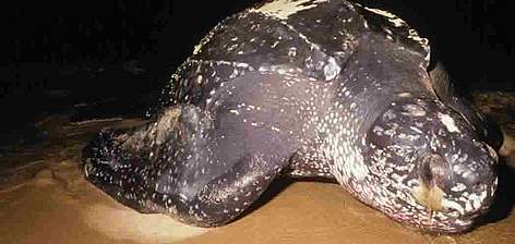 Leatherback turtle returns to the sea after laying eggs on the beach.
 rel=