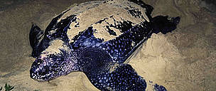 Leatherback turtle nesting. / ©: WWF-Canon / Martin HARVEY / ©: WWF-Canon / Martin HARVEY