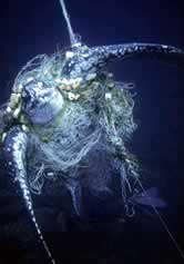 Leatherback turtle (Dermochelys coriacea) caught in a net. After days of struggle, it finally ... / ©: WWF-Canon / Michel GUNTHER Leatherback turtle (<i>Dermochelys coriacea</i>) caught in a net. After days of ... / ©: WWF-Canon / Michel GUNTHER