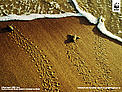  / &copy;: Roger Leguen / WWF-Canon