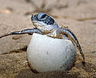 Leatherback turtle (<i>Dermochelys coriacea</i>) hatching on a beach.