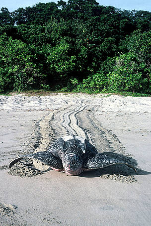 A leatherback turtle returns to the sea. Its habitat is under threat from rising sea levels due to ... / ©: WWF-Canon / Ronald PETOCZ / ©: WWF-Canon / Ronald PETOCZ