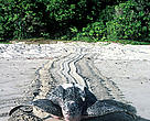 A leatherback turtle returns to the sea. Its habitat is under threat from rising sea levels due to climate change, beach development, pollution and unsustainable fishing practice