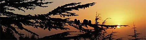 Lebanese cedar (Cedrus libani), Al-Shouf Cedar Nature Reserve, Lebanon. / ©: WWF-Canon / Michel GUNTHER Lebanese cedar (<i>Cedrus libani</i>), Al-Shouf Cedar Nature Reserve, Lebanon. / ©: WWF-Canon / Michel GUNTHER