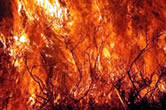Fires are a major threat to forests throughout the Mediterranean. / &copy;: WWF-Canon / Michel GUNTHER