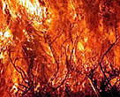 Fires are a major threat to forests throughout the Mediterranean.