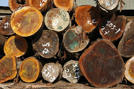 Timber, legally harvested by the Samatex company which participates in WWF's Global Forest Trade ... / ©: Hartmut Jungius WWF-Canon rel=