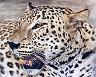 Leopard - still patrolling the Caucasus ecoregion