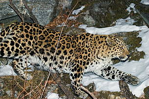 Far Eastern leopard roams in virgin forests / ©: WWF Russia / Vasilii Solkin / ©: WWF Russia / Vasilii Solkin