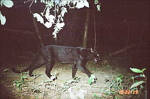 Leopard was one of the many endangered species caught by the WWF camera traps in Kuiburi National ... / ©: WWF Thailand / ©: WWF Thailand