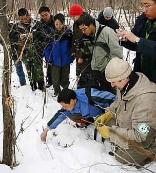 WWF staff train ecologists to recognize and measure Amur leopard tracks in the snow. / ©: Dmitry Kuchma / WWF Russia / ©: Dmitry Kuchma / WWF Russia
