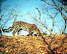 One of the eight rare Far Eastern Leopards captured on camera traps in Russia