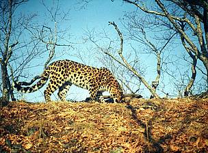 Eight Fare Eastern Leopards were photographed in Kedrovaya Pad reserve in east Siberia. / ©: WWF-Russia, ISUNR Eight Fare Eastern Leopards were photographed in Kedrovaya Pad reserve in east Siberia. / ©: WWF-Russia, ISUNR