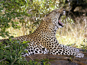 Cheetahs have retained their spots, despite living primarily in open habitats / ©: AP / ©: AP