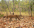 Female leopard and cub captured by a camera trap. The first ever photographs of a wild leopard taken with young in Cambodia.