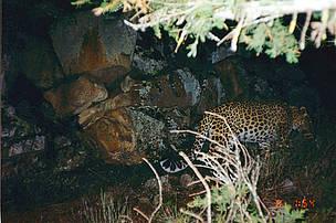 Caucasian leopard