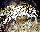 Nearer Asian or Caucasus leopard(<i>Panthera pardus ciscaucasica</i>). Captured in a camera trap in 2007, Armenia.