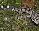 Cat Ba leopard gecko (Goniurosaurus catbaensis) found exclusively in Cat Ba Island National Park in northern Vietnam. 