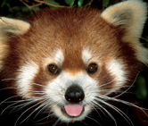  / &copy;: WWF-Canon / Martin HARVEY