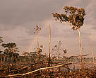 Clearing land to be used for pasture. Acre State, Brazil
