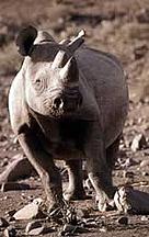 Desert Black rhinoceros (<i>Diceros bicornis</i>) adapted to extremely arid habitat, ... / &copy;: WWF-Canon / Frederick J. WEYERHAEUSER